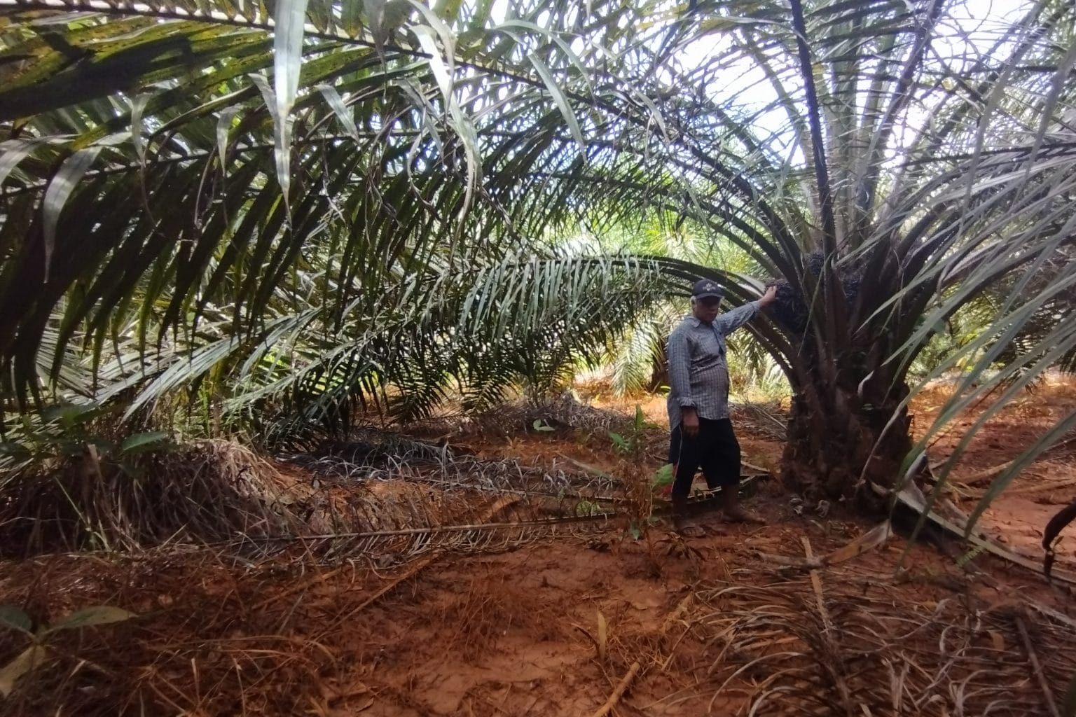 Umed membersihkan pohon sawit di kebun mandiri miliknya. (Foto: M. Sadli Saleh)