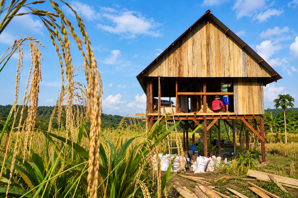 Lumbung, Padi Lokal, dan Warisan Leluhur Pulau Buton