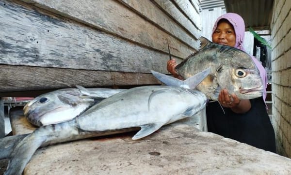 Nasib Nelayan Perempuan Skala Kecil di Pesisir PAAP Mawasangka: Di Laut Berjaya di Darat Tak Berdaya