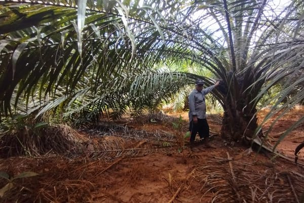 Cerita Petani Plasma Sawit di Langgikima, Berharap Untung Malah Buntung (Bagian 2)